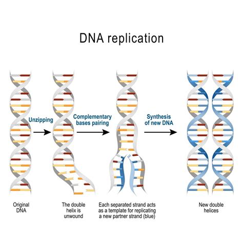 dna replication results in two dna molecules|8.3: DNA Replication .